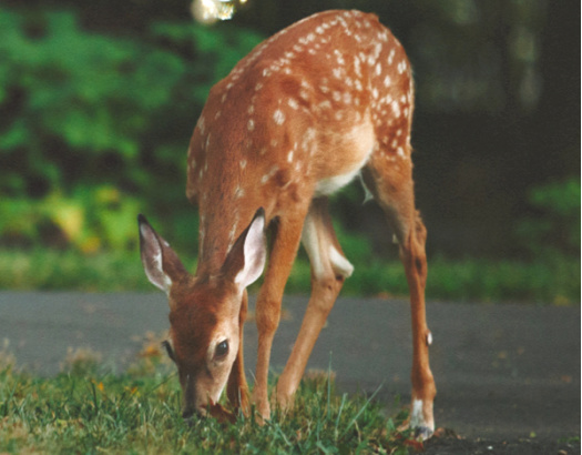 Deer Resistant Seed Varieties