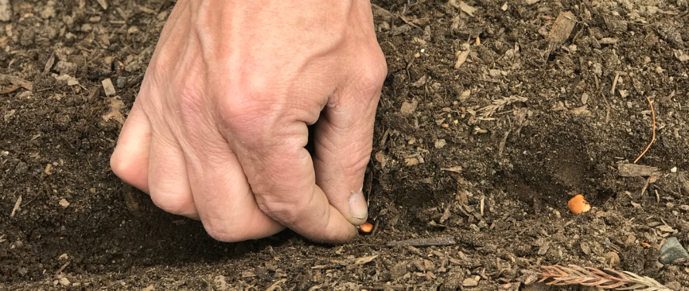 Direct-Sowing Seeds in 5 Easy Steps