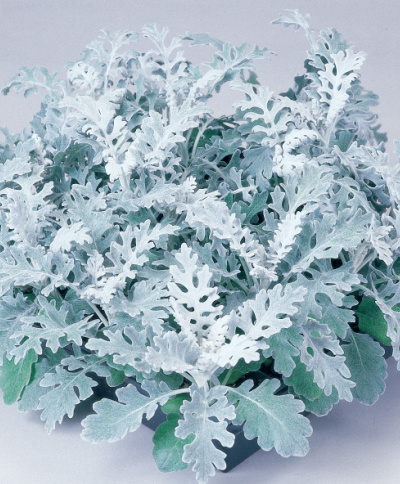Dusty Miller