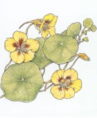Edible Flowers