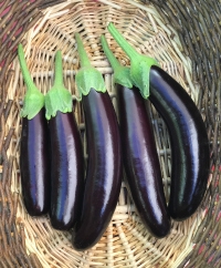 Eggplant