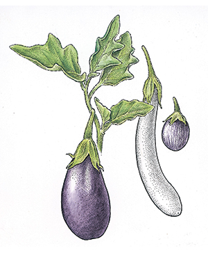 Aubergine Lemon Chicken