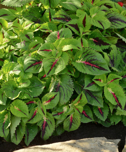 Fantastic Foliage
