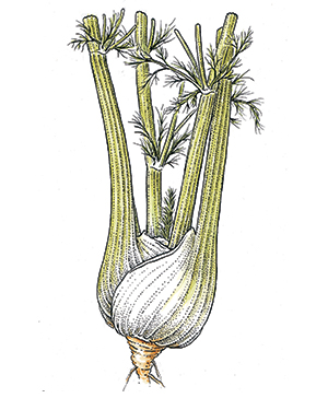 Fennel Salad