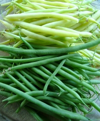 Filet Bush Beans