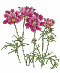 Flowers A-C