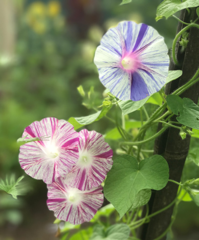Flowering Vines