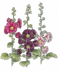 Flowers D-M