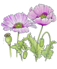 Flowers N-Z