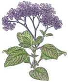 Fragrant Flowers