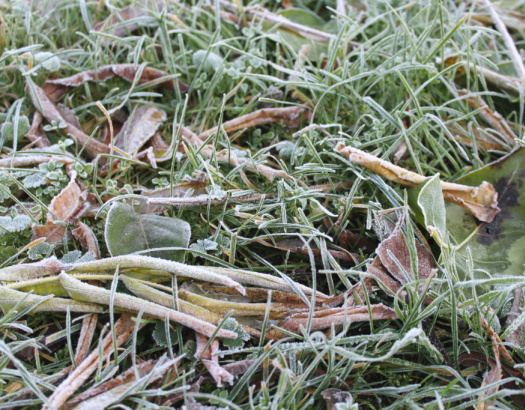 First & Last Frost Dates