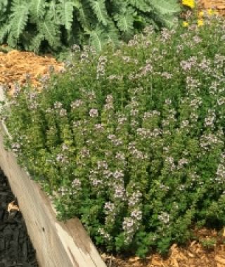 Garden Thyme
