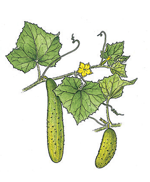 Cucumbers with Yogurt