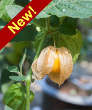 Goldenberry 