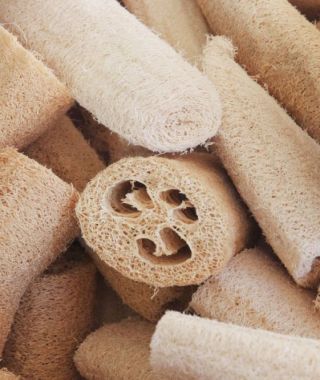 Luffa Gourd 