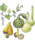 Ornamental Gourds