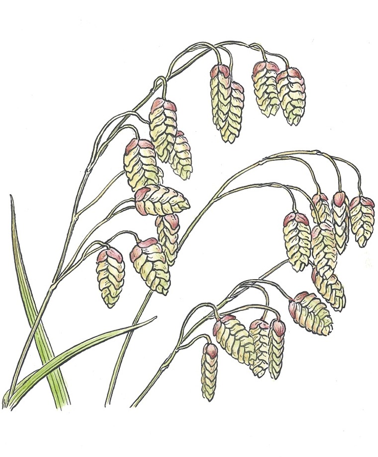 Ornamental Grasses & Corn