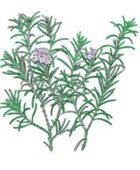 Rosemary-Lemon Balm Cookies