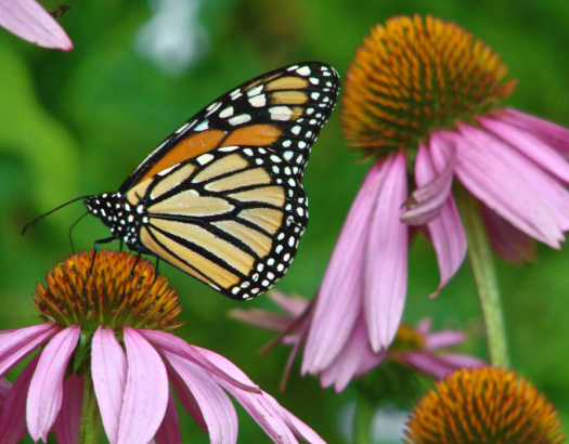 Habitat Flower Garden Planting Instructions