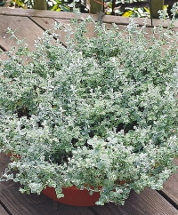 Helichrysum
