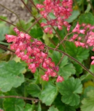 Bressingham Heuchera Mixture