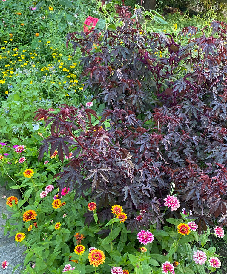 Jumbo Annuals