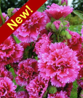 Fiesta Time Hollyhock 