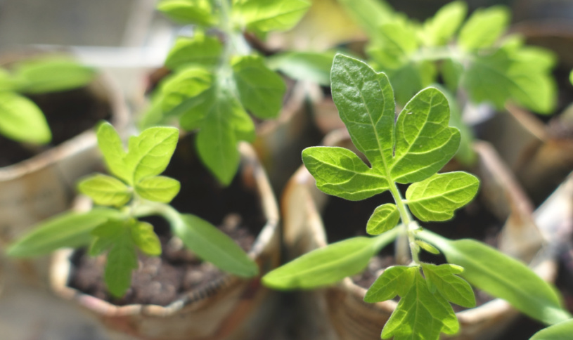 Horticulture Tips