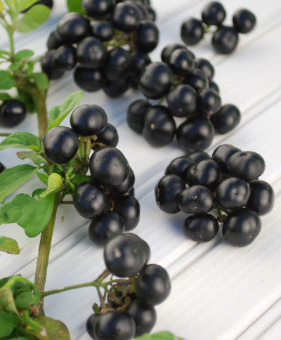 Huckleberry