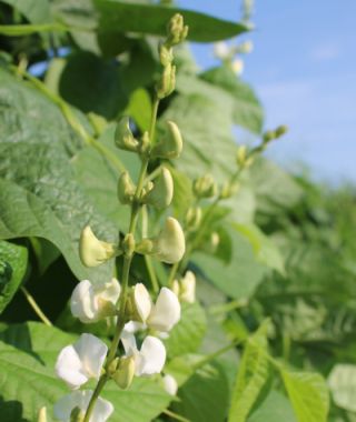 Silver Moon Hyacinth Bean Vine 