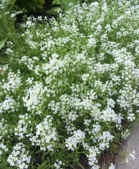 Alyssum