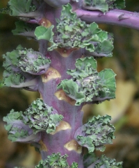 Kalettes