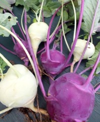 Kohlrabi