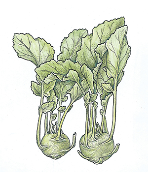 Creamy Kohlrabi