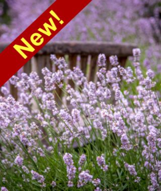 Pink Perfume Lavender