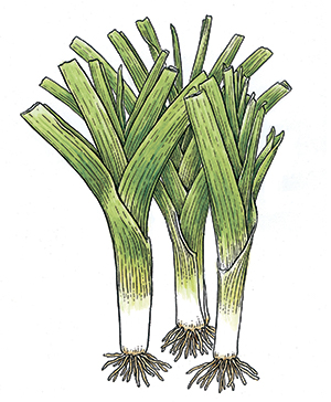 Leeks Vinaigrette