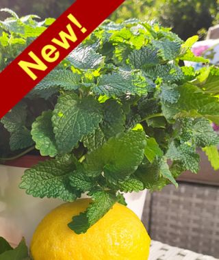 Limoncello Lemon Balm 