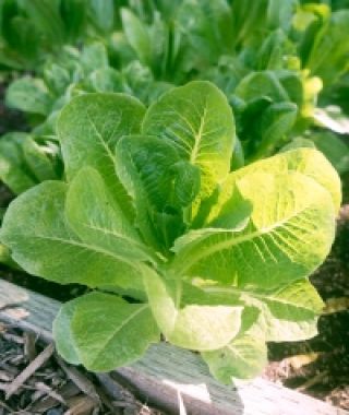 Little Caesar Romaine Lettuce