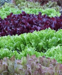 Lettuce
