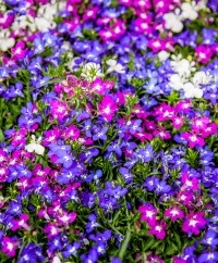 Lobelia