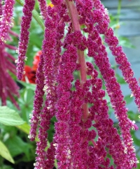 Love Lies Bleeding Amaranth