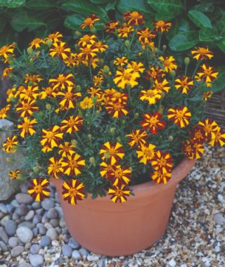 Mr. Majestic French Marigold