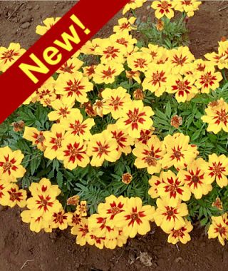 Naughty Marietta French Marigold 