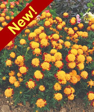 Solan French Marigold 