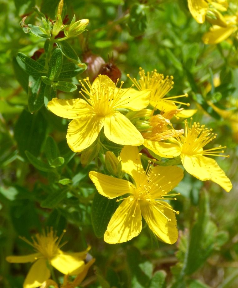 Medicinal Herbs