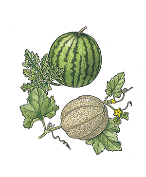A Melon Bowl