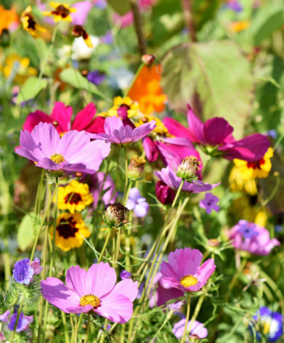 Mini Meadows