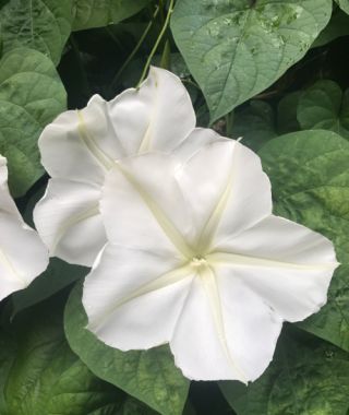Ipomoea alba. This Morning Glory sibling is a prized, night-blooming heirloom that will scramble up supportive structures for a most addictive, jasmine-scented evening curtain. A continuous performer from early summer through the first fall frost, this