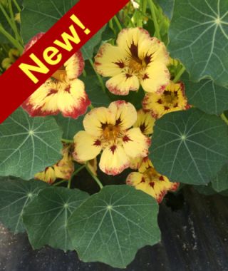Orchid Cassis Nasturtium 