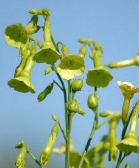 Nicotiana